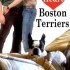 I Heart Boston Terriers