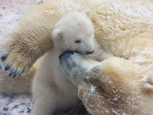 Polar Bears – some of my favourite animals